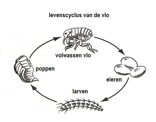 levenscyclus van de vlo